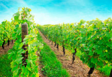 Los agricultores y ganaderos españoles percibirán 2.563 millones de euros en pagos anticipados de las ayudas directas de la PAC