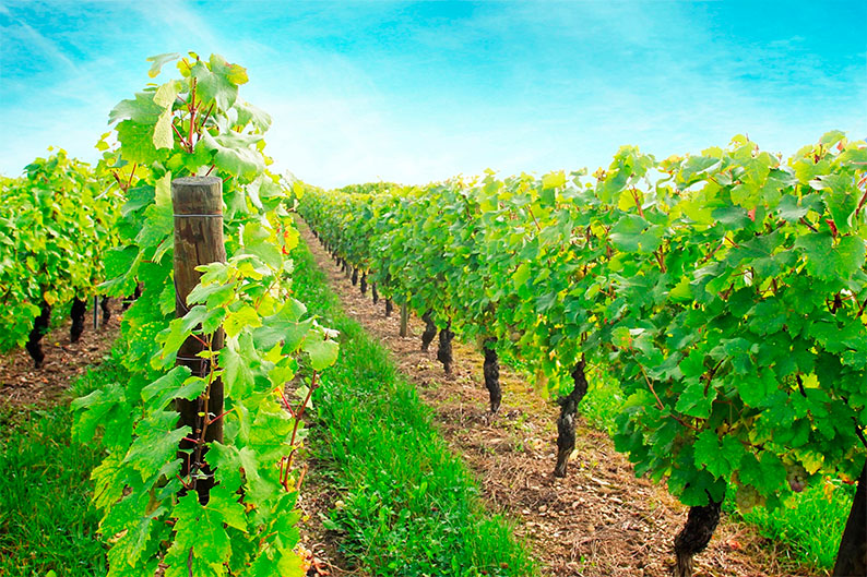 Los agricultores y ganaderos españoles percibirán 2.563 millones de euros en pagos anticipados de las ayudas directas de la PAC