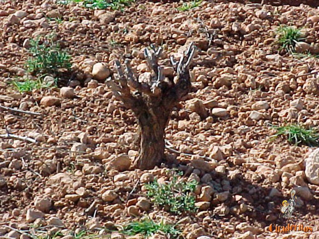 La poda del viñedo, próxima labor en las cepas