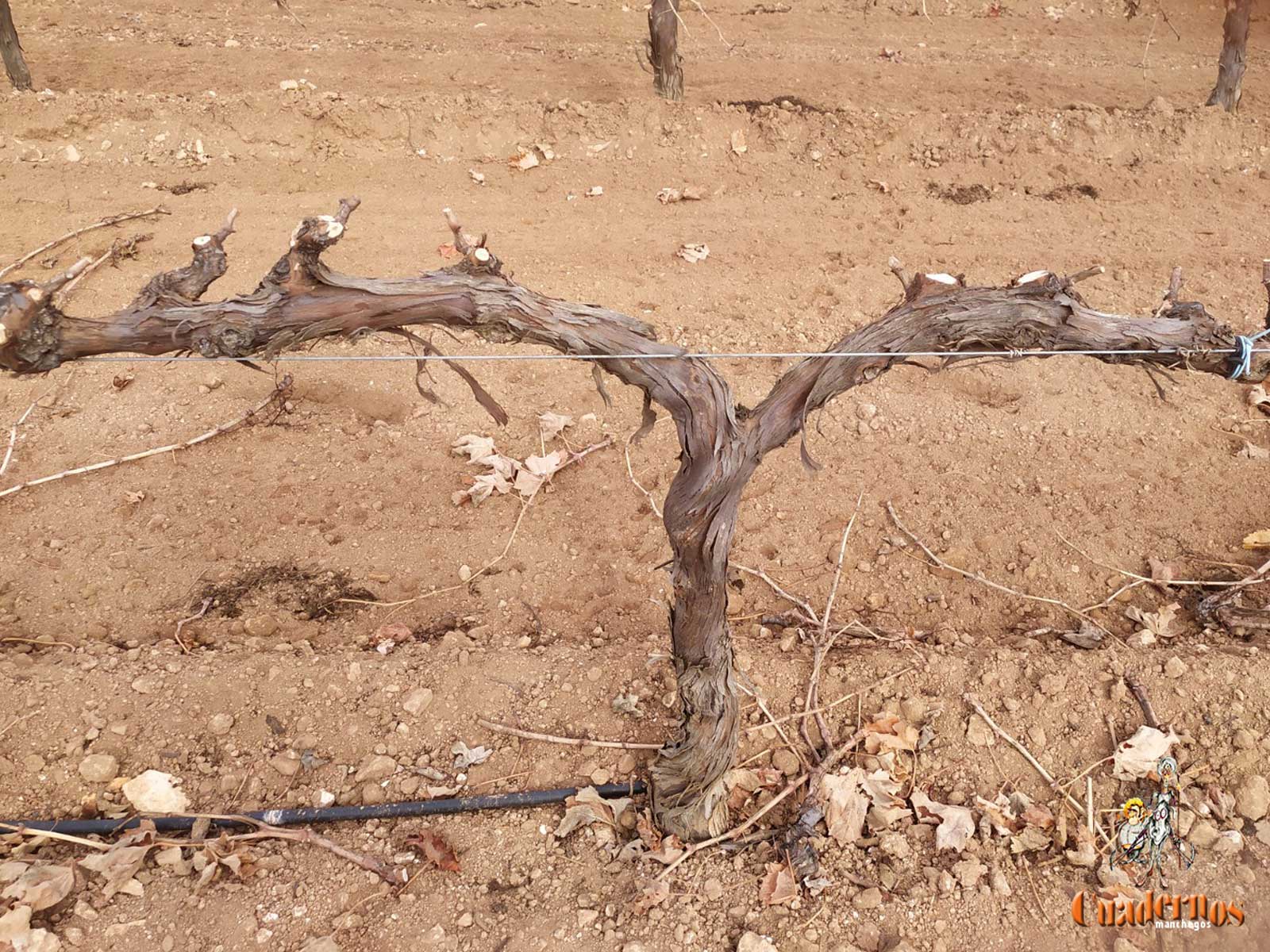 La poda del viñedo, próxima labor en las cepas