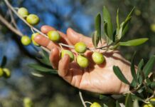 ASAJA CLM pide a Delegación del Gobierno en la región que facilite la contratación de mano de obra extranjera para la campaña de aceituna