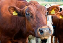 El Gobierno autoriza el reparto entre las comunidades autónomas de 7,4 millones de euros para sanidad animal