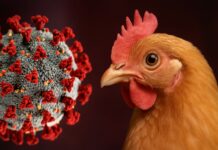 Unión de Uniones considera esencial la bioseguridad en granja para hacer frente a la influenza aviar