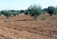 ASAJA Ciudad Real prevé un descenso de cosecha del 15% en la campaña de la aceituna debido a la sequía