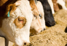 ASAJA CLM vuelve a advertir que, sin compensaciones reales, la crisis sanitaria hundirá a la ganadería regional