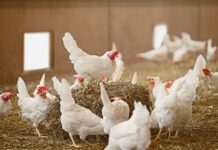 El Ministerio de Agricultura, Pesca y Alimentación amplía el confinamiento de aves de cría a todas las granjas de España