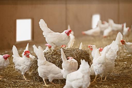 El Ministerio de Agricultura, Pesca y Alimentación amplía el confinamiento de aves de cría a todas las granjas de España