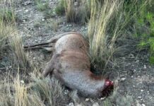 La Guardia Civil de Albacete investiga a una persona por un delito contra la flora y fauna