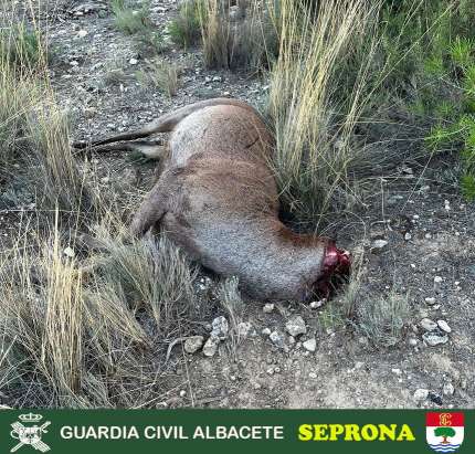 La Guardia Civil de Albacete investiga a una persona por un delito contra la flora y fauna