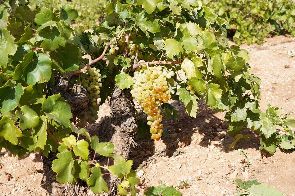 La DO La Mancha se prepara para su Día del Airén