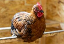 Ecologistas en Acción denuncia que el brote de gripe aviar pone en el punto de mira los riesgos sanitarios y estructurales del modelo de ganadería industrial