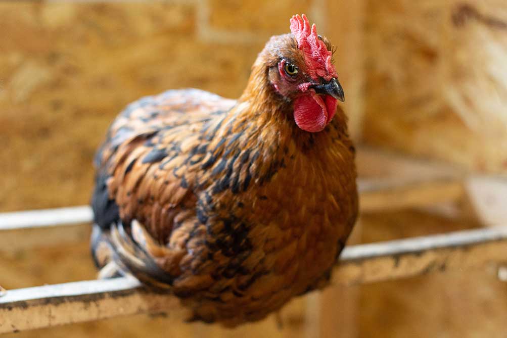 Ecologistas en Acción denuncia que el brote de gripe aviar pone en el punto de mira los riesgos sanitarios y estructurales del modelo de ganadería industrial