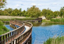 Ecologistas en Acción: «La aparición de un caso de gripe aviar en Las Tablas de Daimiel evidencia la fragilidad ecológica del humedal y la falta de medidas preventivas eficaces»