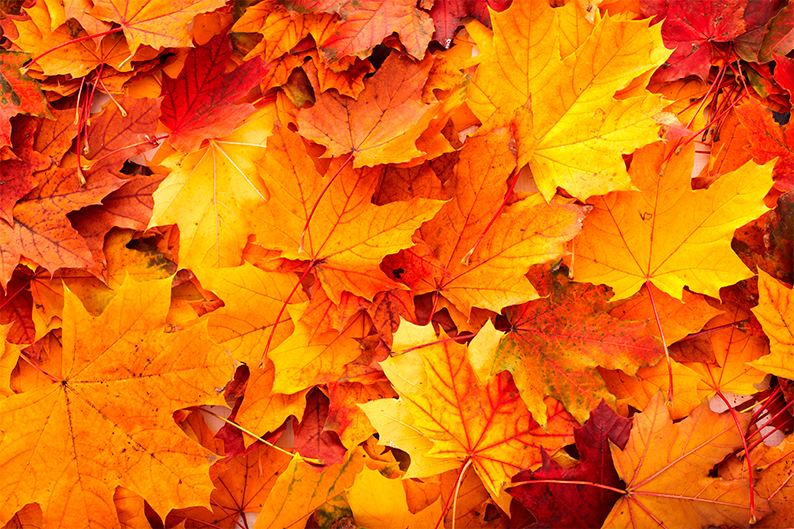 La Magia de Noviembre: el Otoño en su esplendor