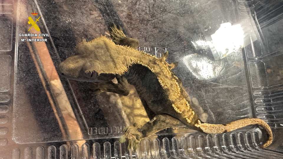 Intervenidos cerca de 500 animales exóticos protegidos en un falso refugio de Ávila