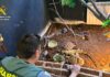 Intervenidos cerca de 500 animales exóticos protegidos en un falso refugio de Ávila Intervenidos cerca de 500 animales exóticos protegidos en un falso refugio de Ávila