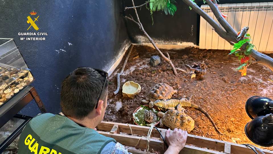 Intervenidos cerca de 500 animales exóticos protegidos en un falso refugio de Ávila