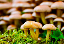 Las XXXVI Jornadas Micológicas de Viso del Marqués abren inscripciones hasta el 2 de diciembre