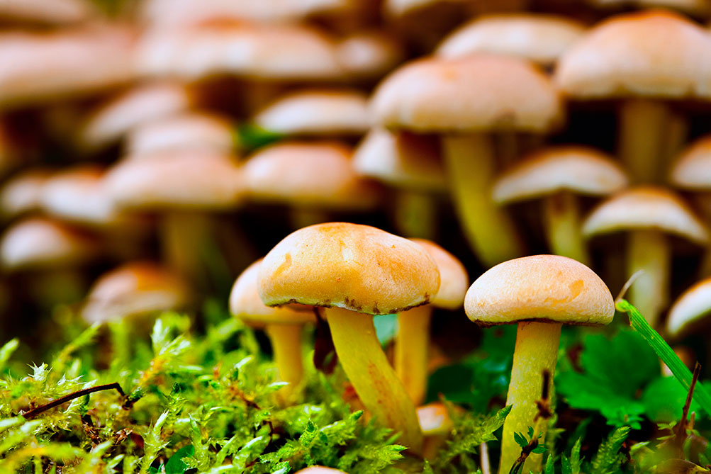 Las XXXVI Jornadas Micológicas de Viso del Marqués abren inscripciones hasta el 2 de diciembre