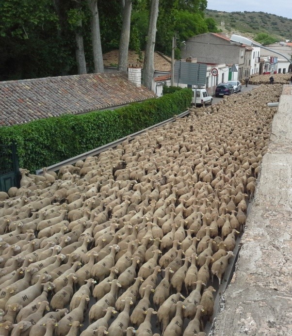 mieradelaltoguadiana 2