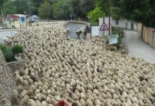 La miera del Alto Guadiana se exportó hasta «Las Américas», para tratar la sarna del ganado