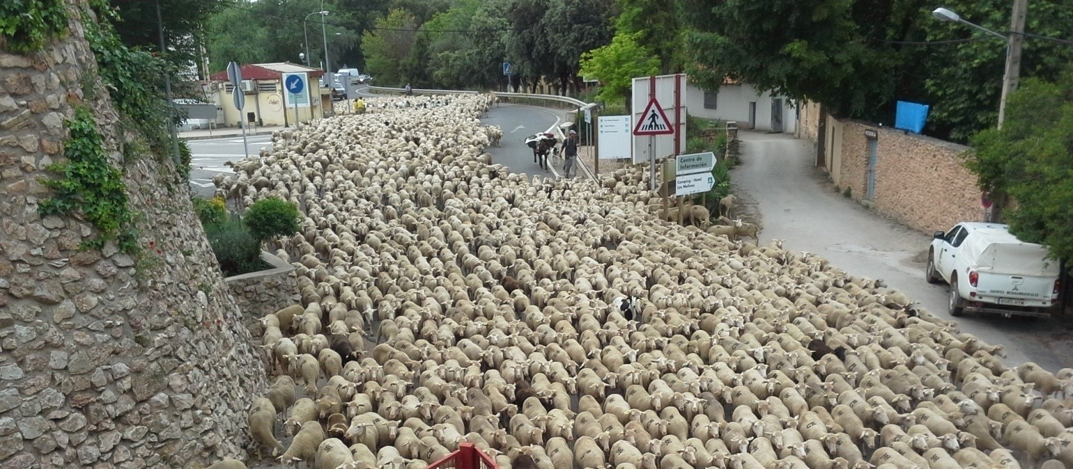 La miera del Alto Guadiana se exportó hasta 
