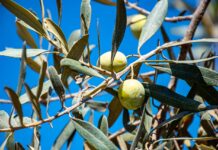 La Guardia Civil pone ya en funcionamiento su orden de servicio para prevenir los robos de aceituna y aceite en esta campaña olivarera