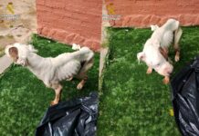 El Seprona detiene en Sigüenza a una persona por maltrato animal