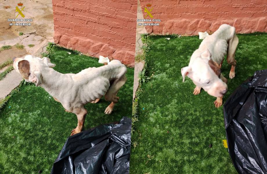 El Seprona detiene en Sigüenza a una persona por maltrato animal