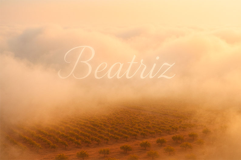 Si tu nombre es Beatriz ¡No te lo pierdas!