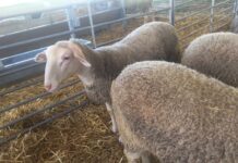 ASAJA Ciudad Real alerta de la “situación insostenible” en la ganadería y exige ayudas urgentes ante el impacto devastador de la Lengua Azul