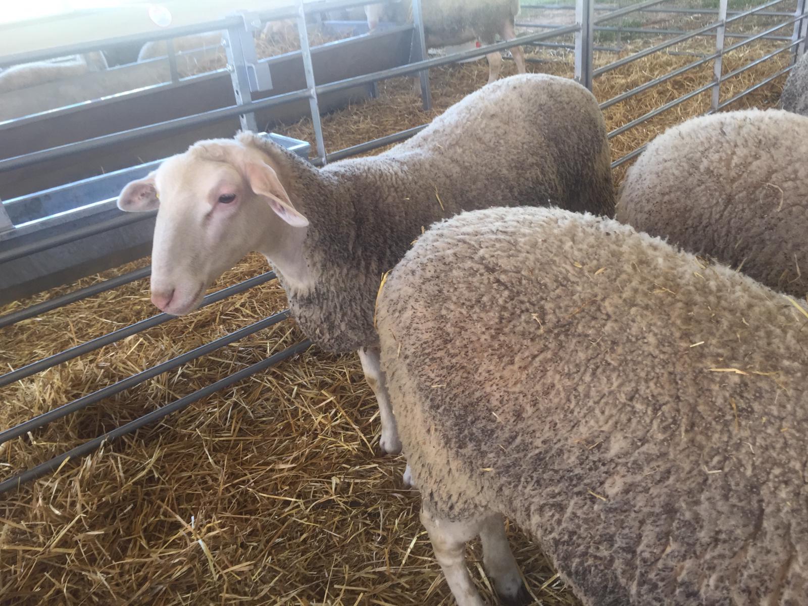 ASAJA Ciudad Real alerta de la “situación insostenible” en la ganadería y exige ayudas urgentes ante el impacto devastador de la Lengua Azul