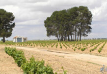 CCOO reivindica el papel de las personas migrantes en el futuro del campo castellano manchego