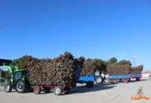 La Hermandad San Antón convoca los concursos de sus fiestas patronales del 2026