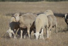 La crisis sanitaria desborda a los ganaderos y ASAJA Ciudad Real pide una reunión urgente ante una “situación insostenible”