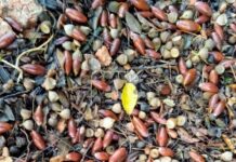 …Cuando recolectábamos frutos y plantas…