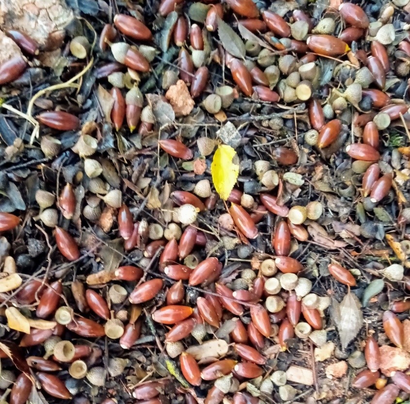 …Cuando recolectábamos frutos y plantas…