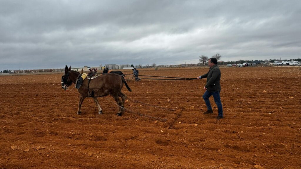 David Moreno (VOX) visita Tomelloso y revive la siembra tradicional con mulas 1 davidmorenosiembratradicionalmulas