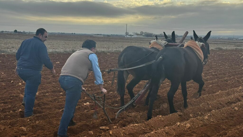 David Moreno (VOX) visita Tomelloso y revive la siembra tradicional con mulas 5 davidmorenosiembratradicionalmulas 2