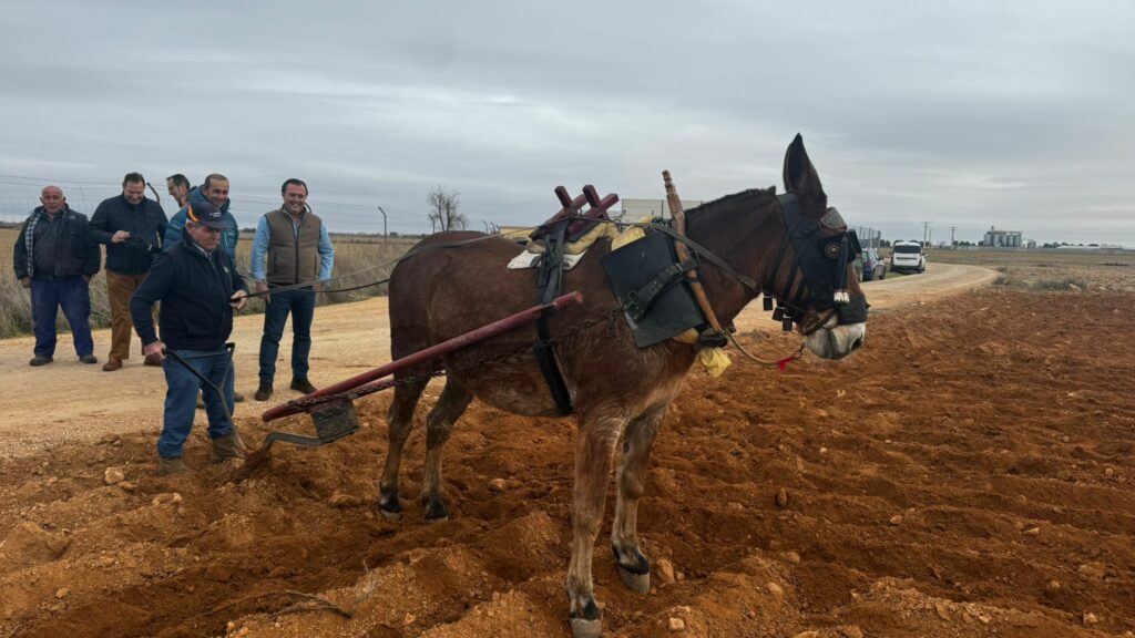 David Moreno (VOX) visita Tomelloso y revive la siembra tradicional con mulas 4 davidmorenosiembratradicionalmulas 3