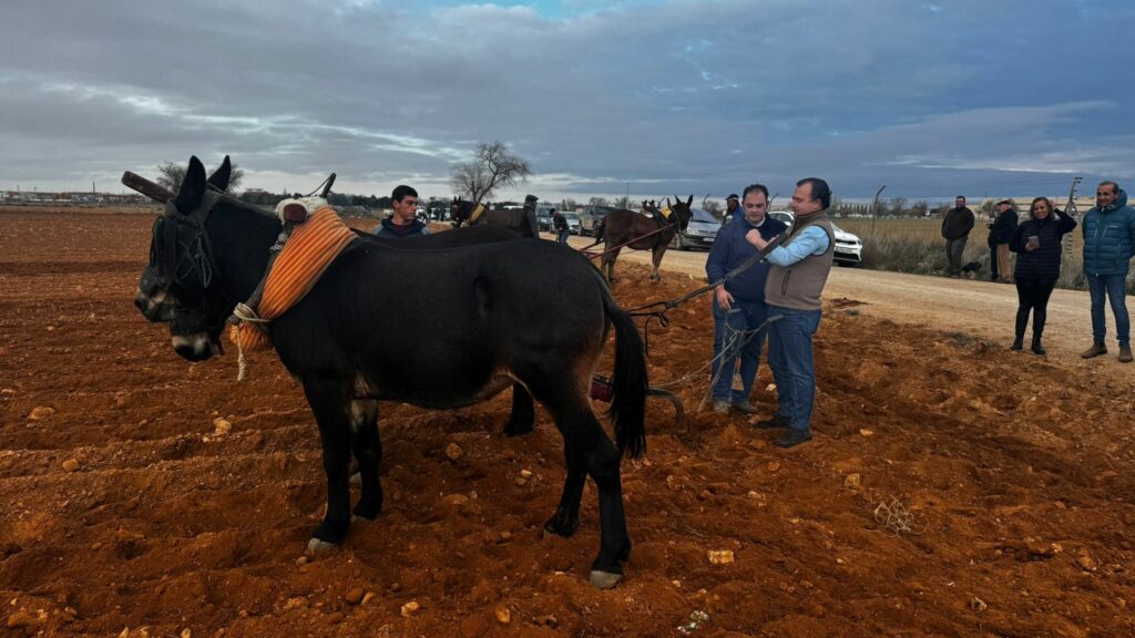 David Moreno (VOX) visita Tomelloso y revive la siembra tradicional con mulas 3 davidmorenosiembratradicionalmulas 4