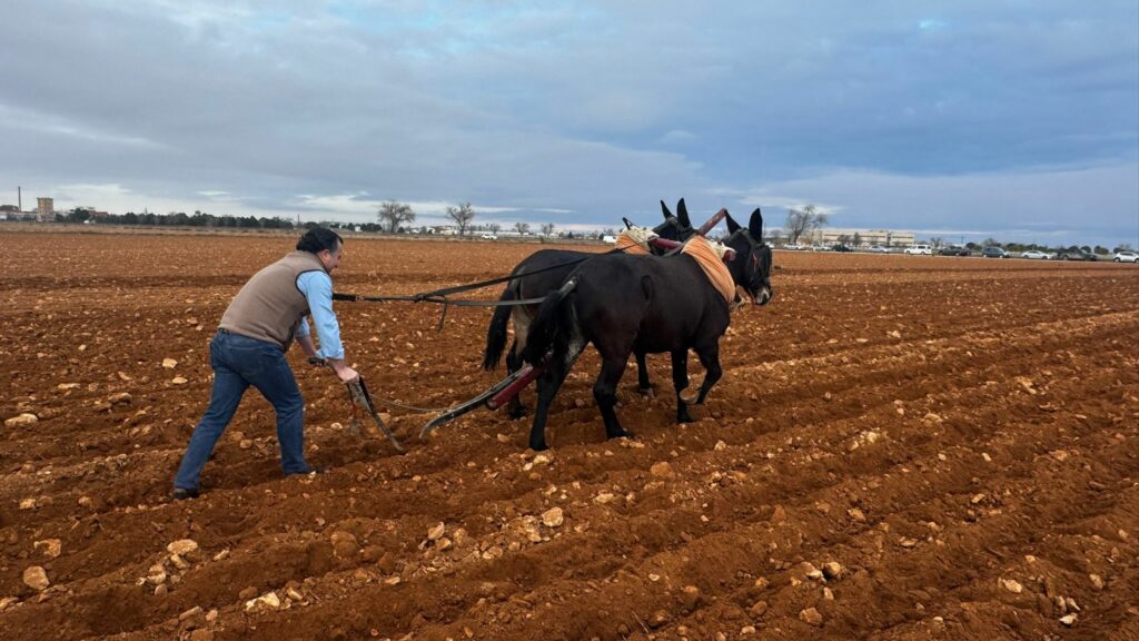 David Moreno (VOX) visita Tomelloso y revive la siembra tradicional con mulas 2 davidmorenosiembratradicionalmulas 5