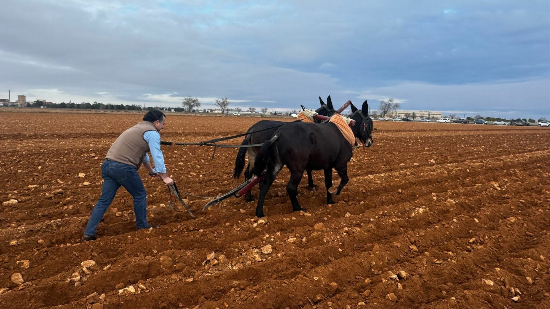 David Moreno (VOX) visita Tomelloso y revive la siembra tradicional con mulas