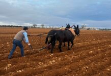 David Moreno (VOX) visita Tomelloso y revive la siembra tradicional con mulas