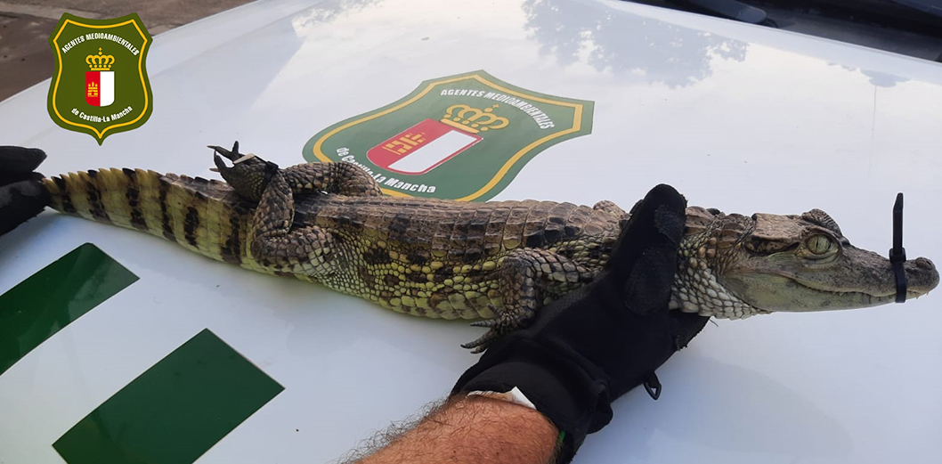 La Guardia Civil de Albacete investiga a dos personas por liberar un ejemplar de caimán yacaré en el pantano de Almansa