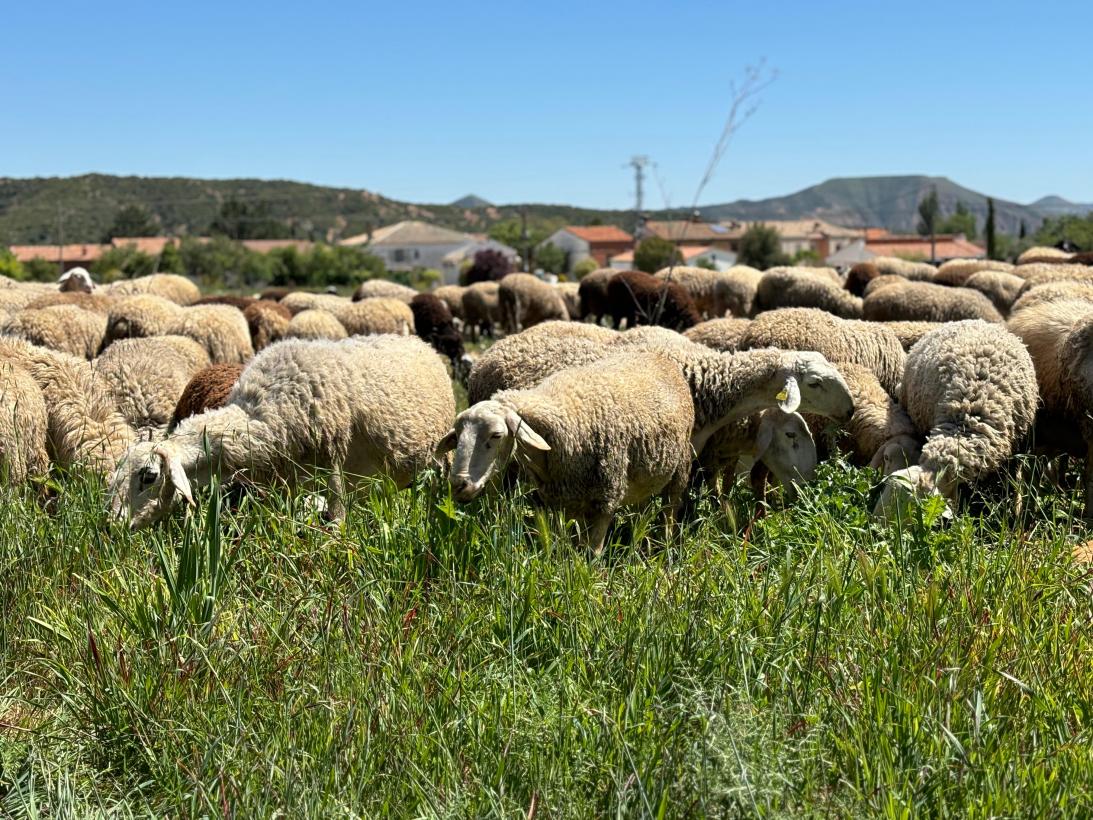 El Gobierno de Castilla-La Mancha refuerza la sanidad animal con medidas fundamentales para la ganadería de la región