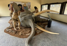 Tamajón inaugura su nueva escena paleolítica en un encuentro científico de referencia