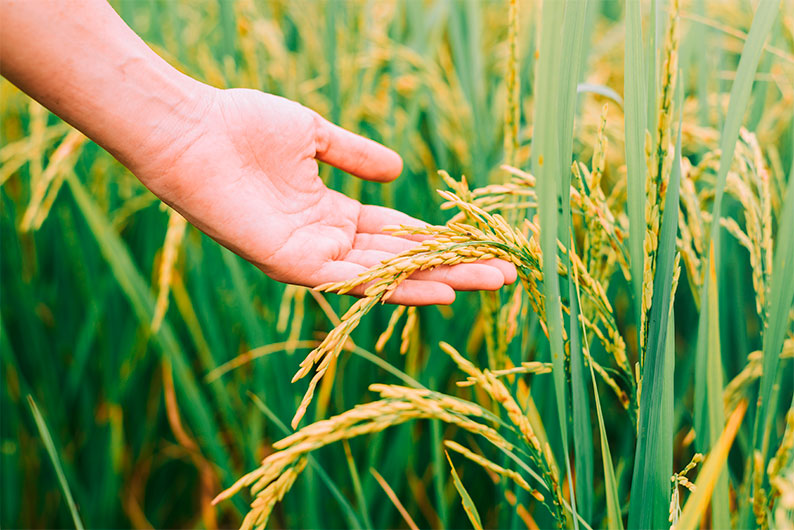 ASAJA valora el acuerdo UE-India y destaca que la presión del campo europeo ha logrado proteger los productos sensibles