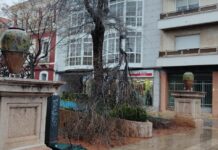 Árboles y ramas, principales incidencias de la alerta naranja por viento en Valdepeñas