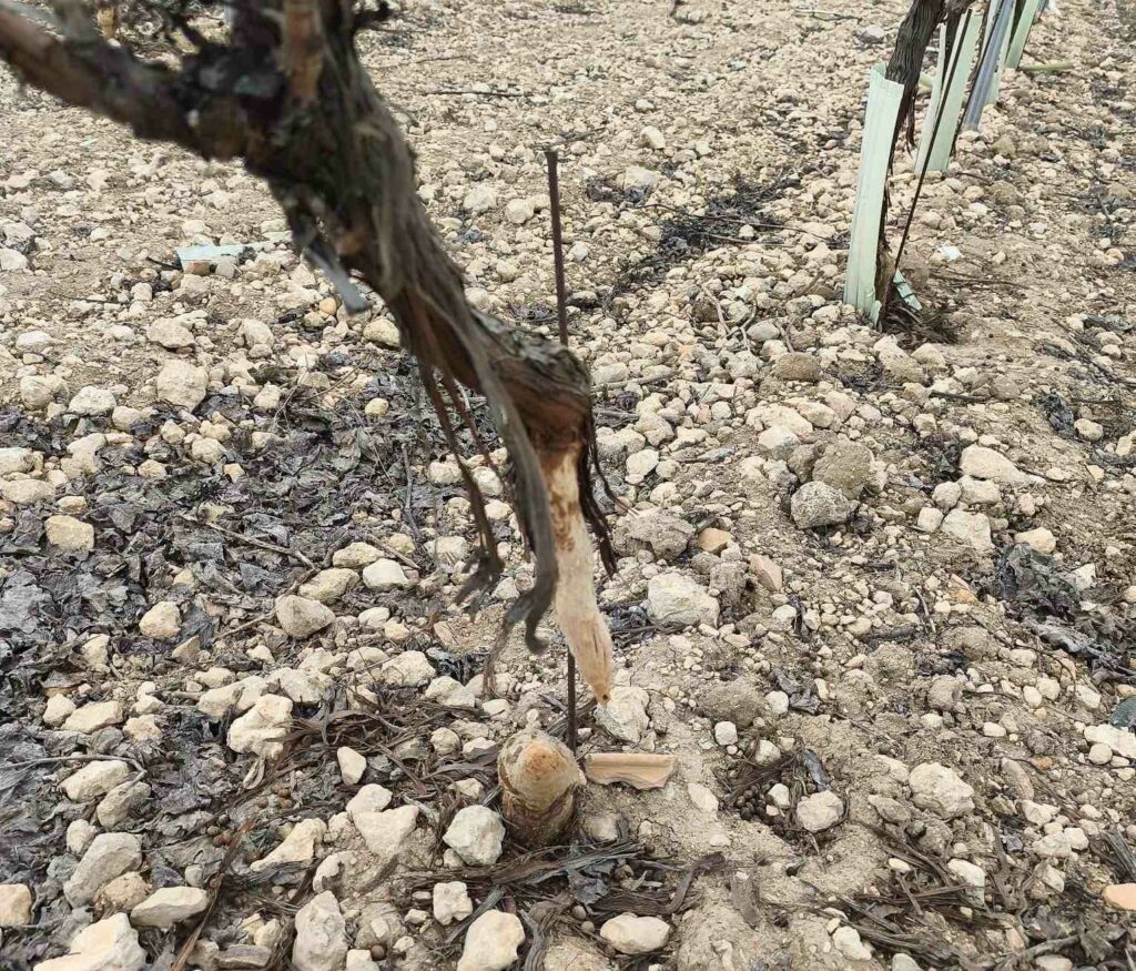 ASAJA CLM califica de “inútil e inservible” la declaración de comarca cinegética por daños de conejo y plantea el control biológico como alternativa 1 asajaclmdanosconejo 2